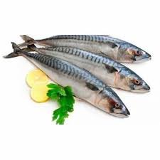 Frozen Mackerel
